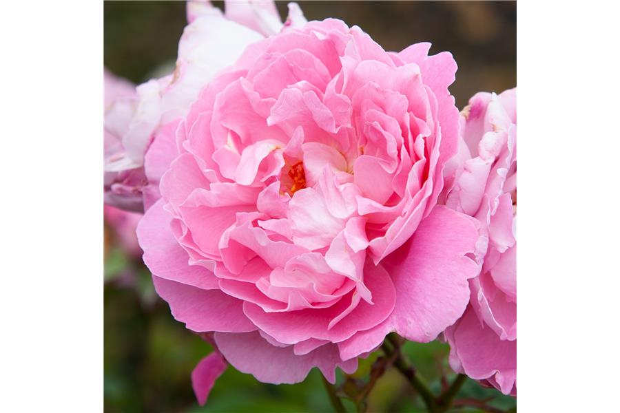ENGLISH ROSE